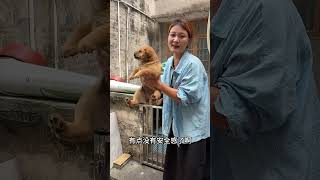 农村里真是藏有大惊喜#中华田园犬  #土狗  #记录生活 #五黑犬