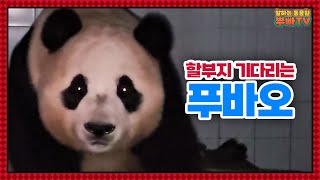 (SUB) Fubao Only Looks For Zookeeper Even At Night And Grandpa's Lecture│Panda World