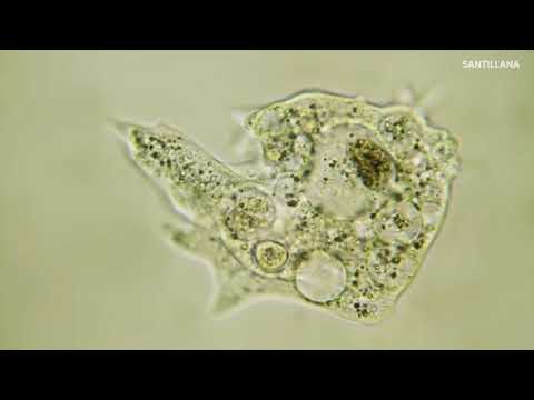 Video: ¿Qué orgánulos se encuentran en una ameba?