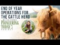 EP: 413 What Happens in Winter When You Double Your Cattle Herd