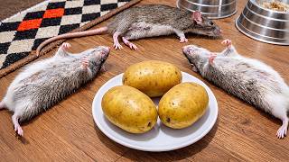 🔥Sangat Sedikit Orang yang Tahu Trik Pengusir Tikus Ini! Seandainya aku tahu ini lebih awal!