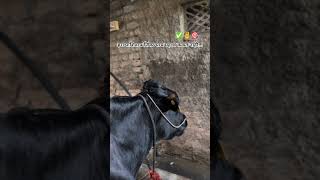 #cow #like #business #cutecow #farmer #farming