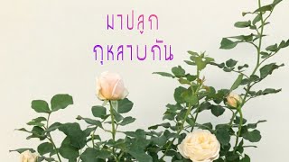 ปลูก #กุหลาบทรีโรสหลังบ้าน #คนรักต้นไม้