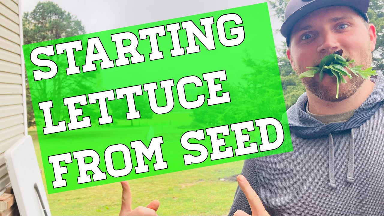 How to Grow Lettuce from Seed - YouTube