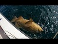 Catching a big Goliath grouper in Anna Maria island! Goliath grouper splashes us!