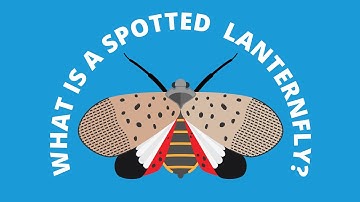 What is a Spotted Lanternfly?