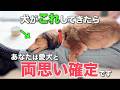 【完全版】愛犬がこの仕草をしたら、あなたと両思いです！