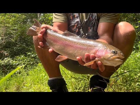Catching a nice 22 inch wild rainbow trout!! - YouTube