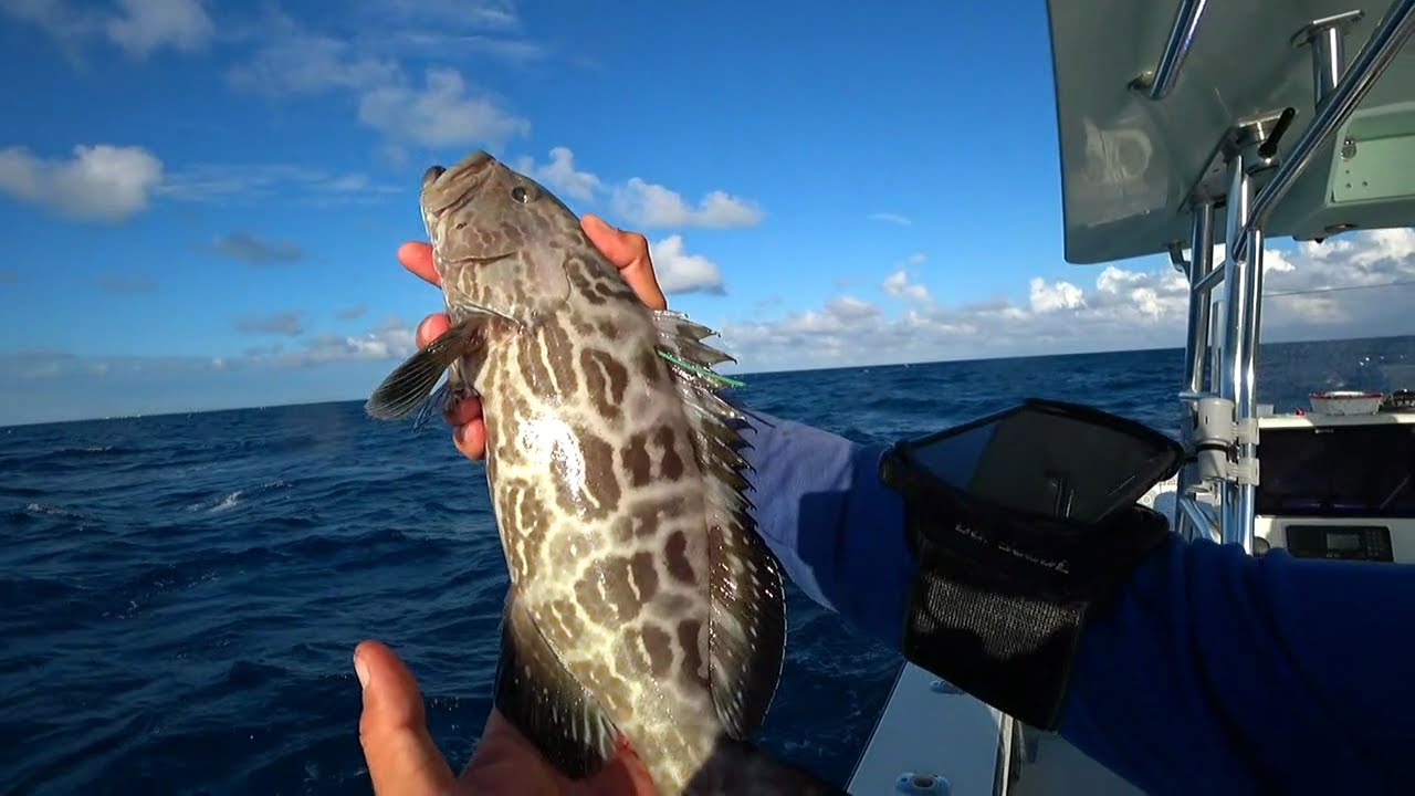 Tagged BLACK GROUPER Recapture!!! FWC HYPE!!!!!!! Florida Keys REEF FISHING LIVE on Twitch.tv!