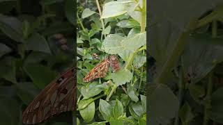 Espejitos (Agraulis vanillae maculosa) #Lepidoptero