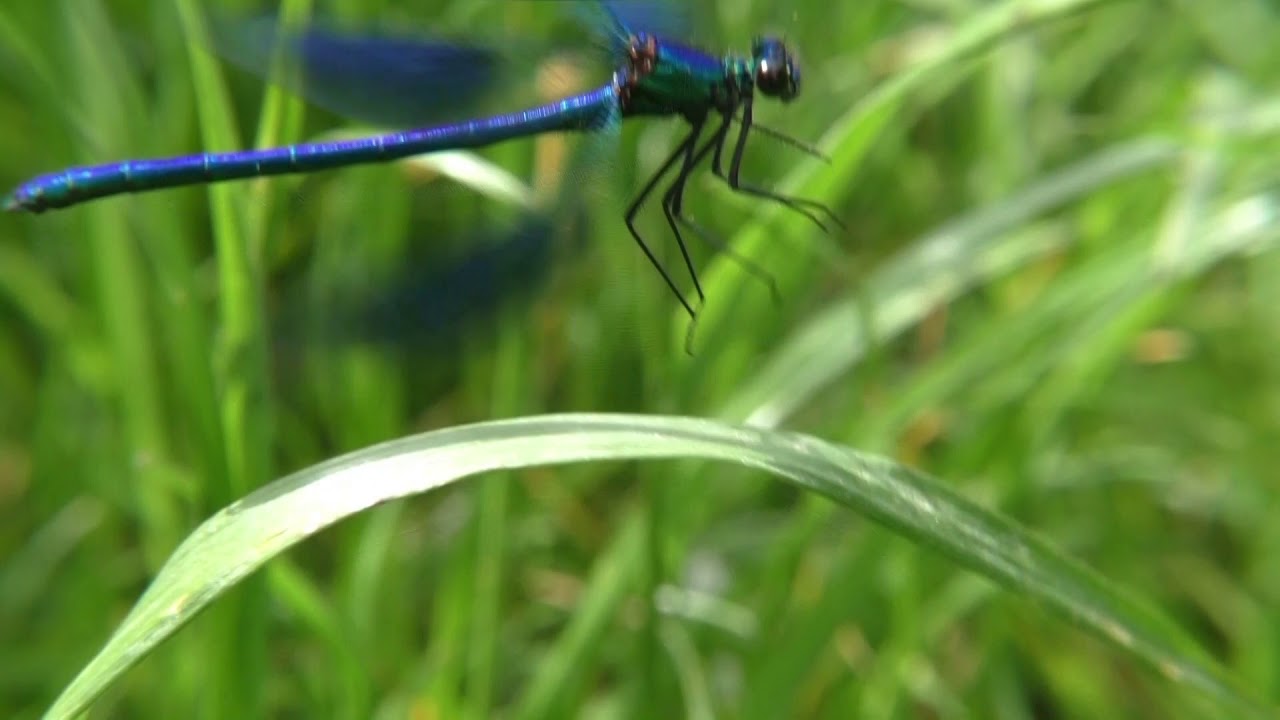 Eine gebänderte Prachtlibelle fliegt - Ingelheim