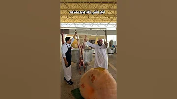 طبخ حاشي داخل قرعه عملاقه يقطين معرض القرع في بريده السعودية التغطيه اكسبلور Nature 