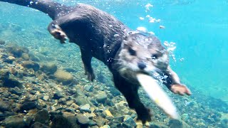 An otter eating sweetfish happily by the riverside [Otter life Day 423]【Otter Aty & Mr.Cat】