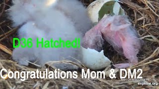 Decorah Eagles~(Hi-Def)D36 HATCHED!!💕Congratulations Mom \& DM2_4.8.20