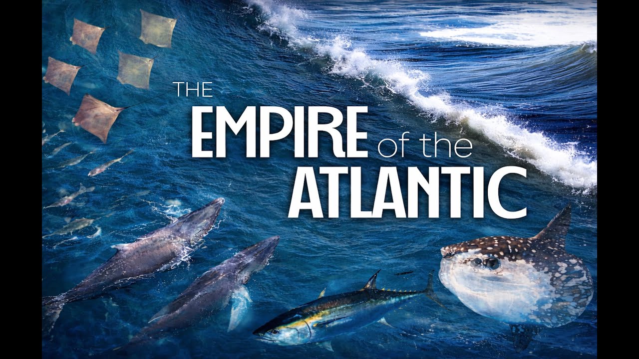 Why Giant Marine Creatures Are Gathering Off Montauk