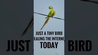 #guitar #photography #viral #canon #music #love #song #photooftheday #wildlife #birds #parrot #short