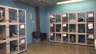 People try to avoid surrender fees at the Humane Society of the Black Hills
