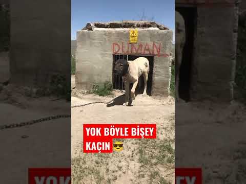 Турецкий кангал в