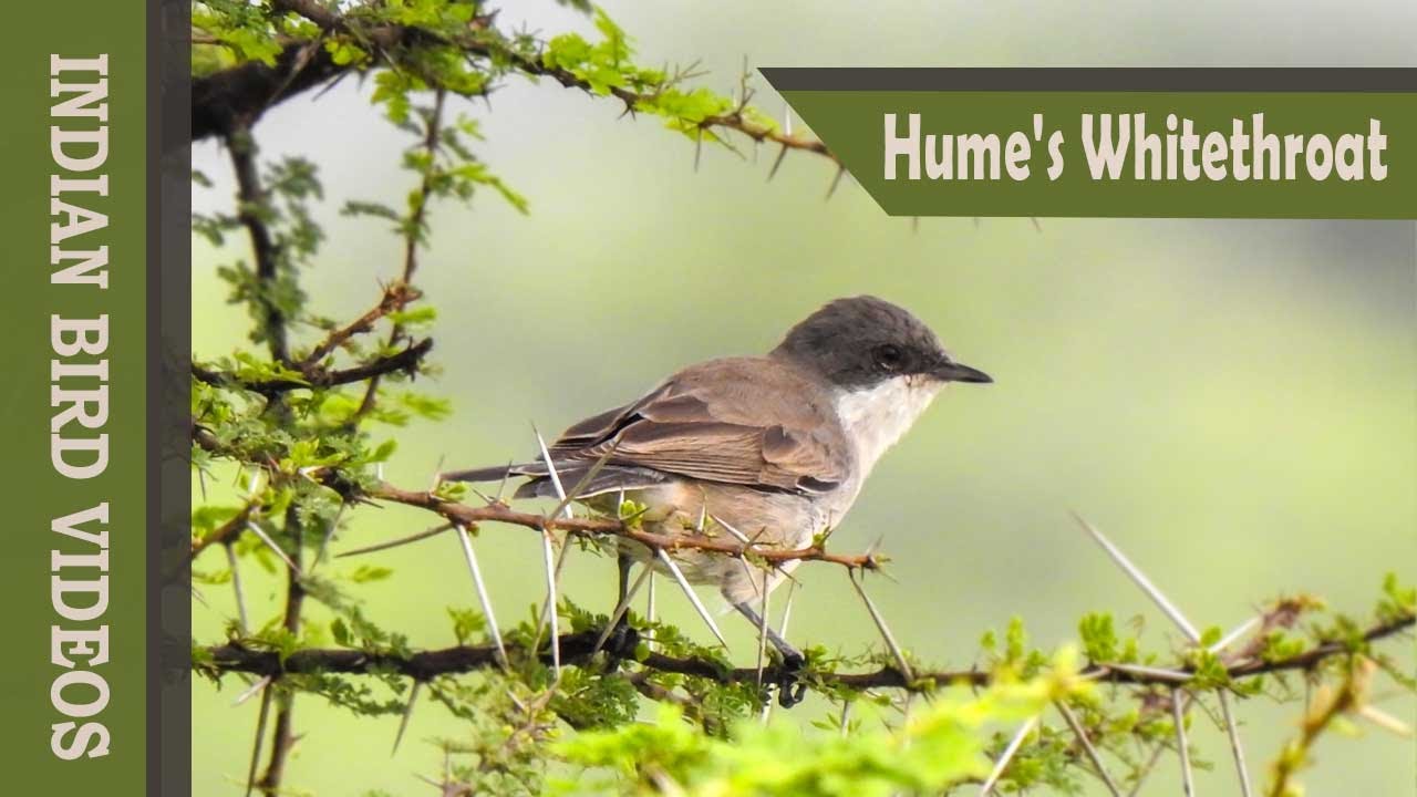 The Hume's Whitethroat (Sylvia althaea) 