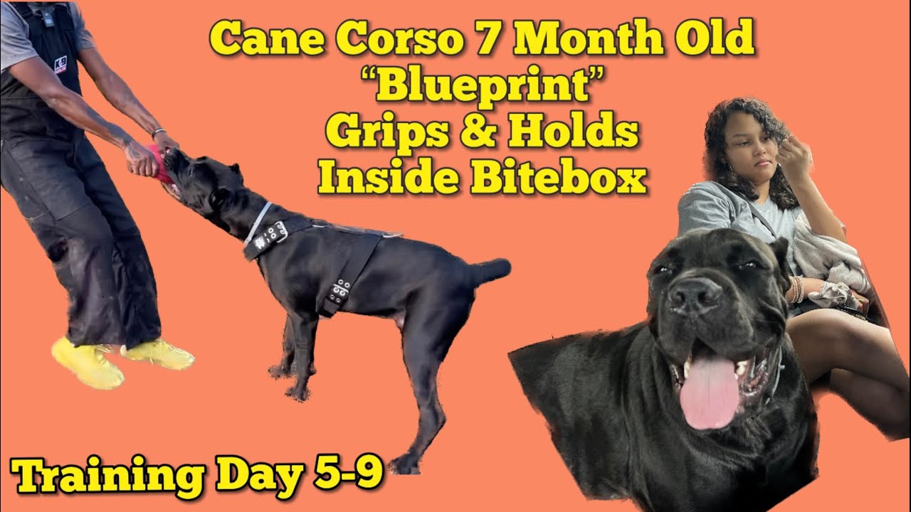 Black Panther Cane Corso Blueprint ( Gripping & Holding) Protection Dog
