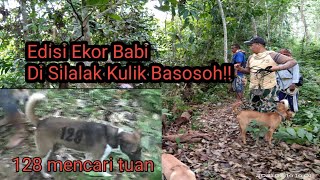 Edisi Ekor Babi Di Silalak Kulik Basosoh Buruan Minggu 14 Maret 2021