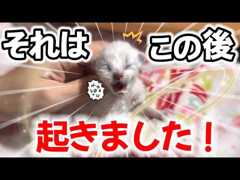 【😫メンタル崩壊カウントダウン】泣き叫ぶ赤ちゃん子猫に予期せぬ奇跡が起きました‼️【子猫生後5日】#癒し動画 #子猫 #ラグドール