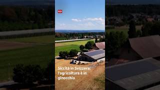 Siccità in Svizzera: l'agricoltura è in ginocchio | Falò | RSI