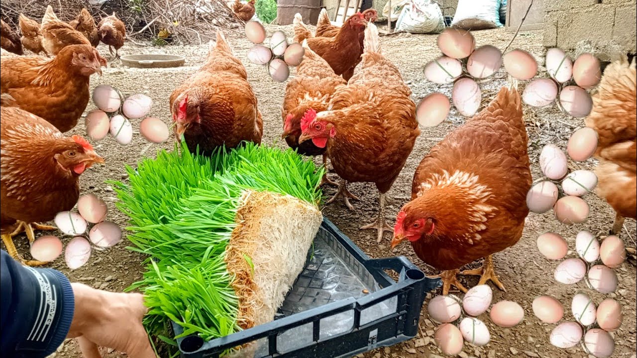 سر زراعة الشعير بدن تربة 😱 وفي أي وقت، زيادة جودة البيض #تربية_الدجاج #مزرعتي #gardening #nature