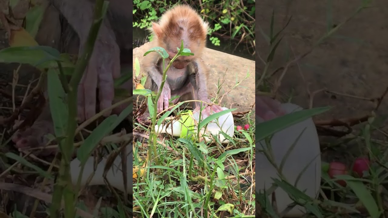 The pitiful baby monkey sit drink milk alone  