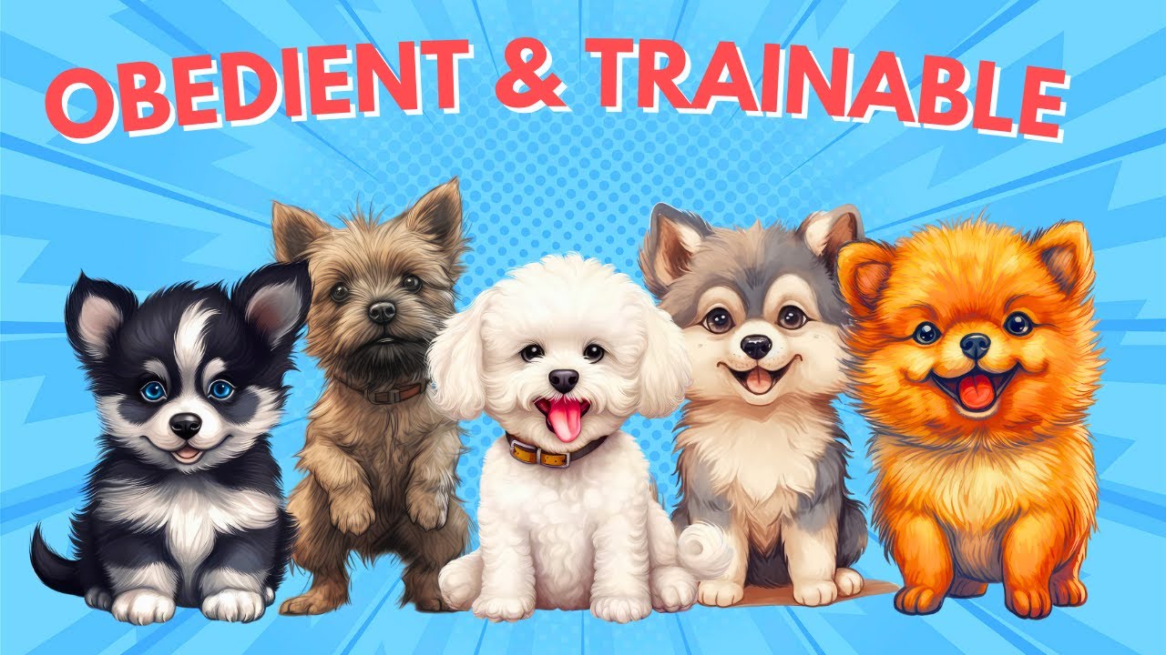 Unleashing the Top 10 Most Obedient Dogs Trainable Dog Breeds YouTube