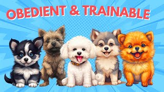 Unleashing the Top 10 Most Obedient Dogs | Trainable Dog Breeds