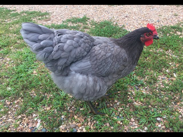 Sapphire Gem Rooster Vs Hen