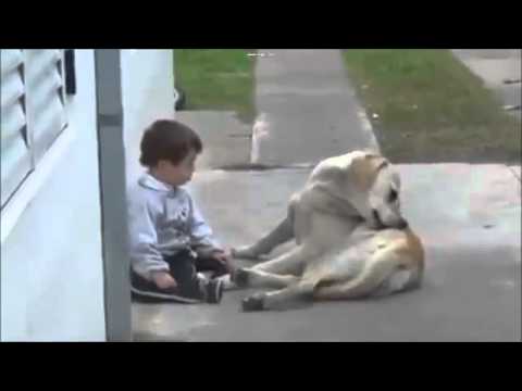 El video mas tierno: Labrador le hace cariño a Pequeño amo