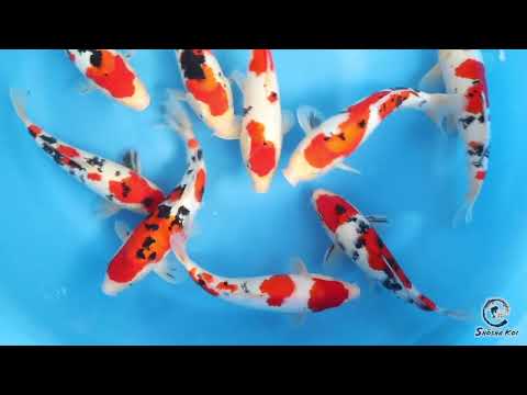 Sakai Co Tosai - SKK12 to 22