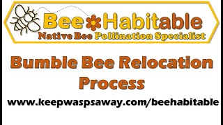 Bumble Bee Relocation Process