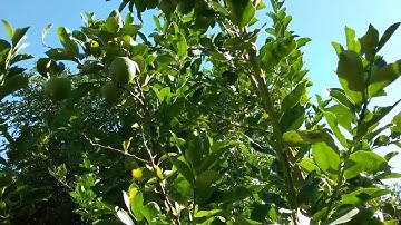 Citrus Tree Leaves Shriveled Casa Grande AZ 480 969 8808 Warner
