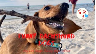 54 FUNNY MINIATURE DACHSHUND PUPPIES VIDEOS | FUNNY DOGS TRY NOT TO LAUGH VIDEOS