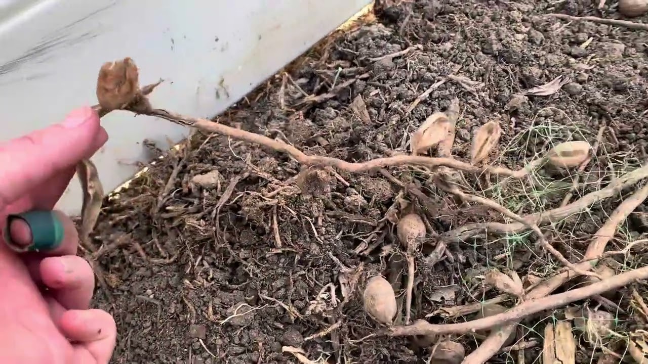 Converting Lawn to Raised Garden Beds - Part 2: Prepping the Space