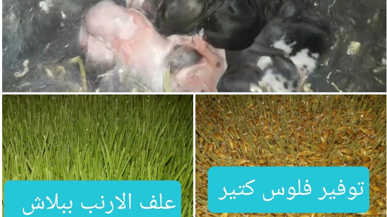 إزاي أوفر من سعر علف الارانب وحقق اكبر ربح