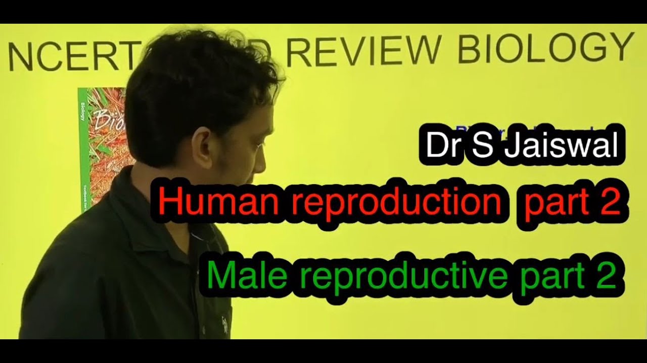 Human reproduction ncert based lecture part 2 - YouTube