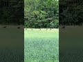 “Scouting” from the tractor.