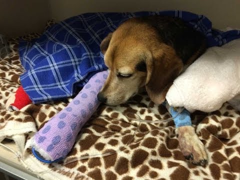 Video: Pet Scoop: Saknad Beagle Hittade efter olycka, Tigers 