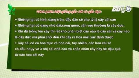 Cách phân biệt gấc cái và gấc đực