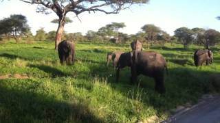 Elephants