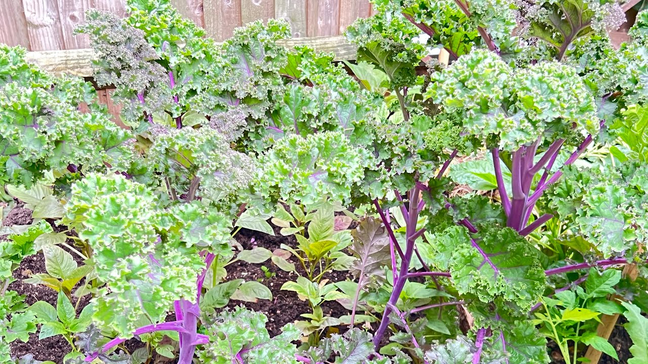 GROWING PERFECT PURPLE KALE, FULL OF ANTIOXIDANTS - YouTube