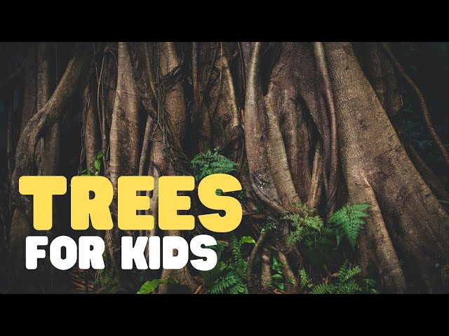 Trees for Kids | Learn all about trees in this fun educational video for kids class=