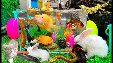 Bắt Các Con Vật Dễ Thương, Vịt Con Cá Cảnh, Con Mèo, Cá Trê, Cá Vàng Bơi, Cua, Con Thỏ - PART 332