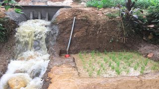 Construction Of Mini Dam To Automatically Water Rice Cultivation