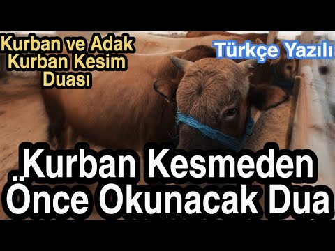 Kurban Kesmeden Önce Okunacak Dua Kurban ve Adak Kurban Kesim Duası