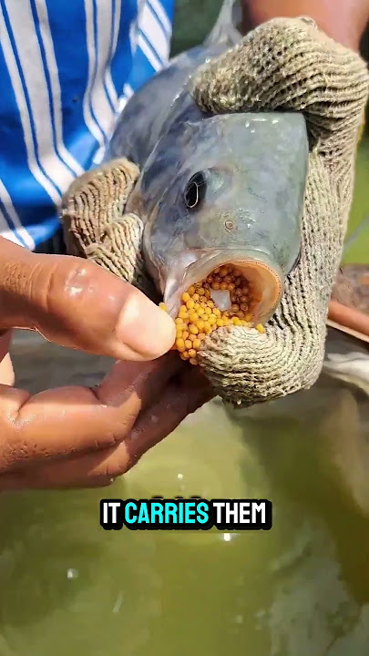 this fish is a unique and crazy fish why watch it